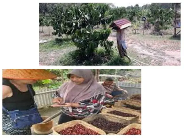Coffee Sangit café in Bintan with local coffee and scenic view